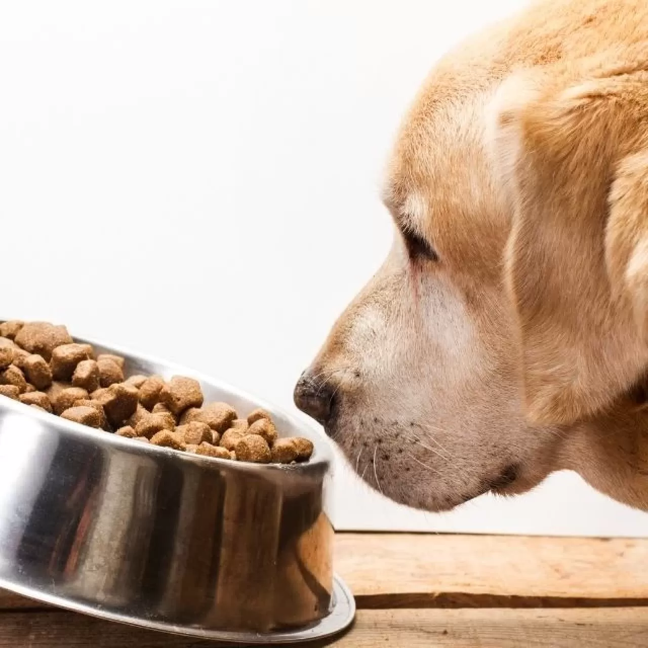İzmir'de Sahte Kedi ve Köpek Maması Operasyonunda 14 Ton Ürün Ele Geçirildi