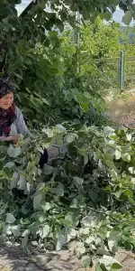 Çok faydası var, hasadı başladı: Bu yıl kilosu 2 bin 500 ila 3 bin lira arasında