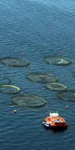 Su ürünleri sektöründe üretimin planlaması genişletildi, yeni adımlar atılıyor.