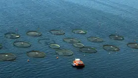 Su ürünleri sektöründe üretimin planlaması genişletildi, yeni adımlar atılıyor.