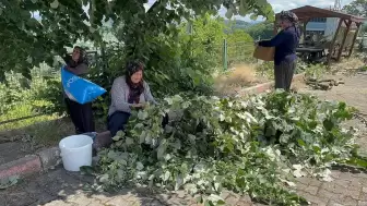 Çok faydası var, hasadı başladı: Bu yıl kilosu 2 bin 500 ila 3 bin lira arasında