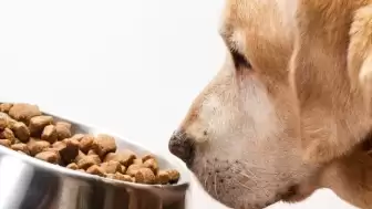 İzmir'de Sahte Kedi ve Köpek Maması Operasyonunda 14 Ton Ürün Ele Geçirildi