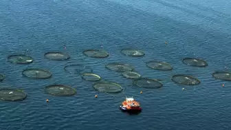 Su ürünleri sektöründe üretimin planlaması genişletildi, yeni adımlar atılıyor.