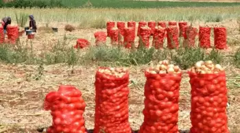 Soğan hasadıyla birlikte fiyatlar düşmeye başladı, tüketiciler sevindi.