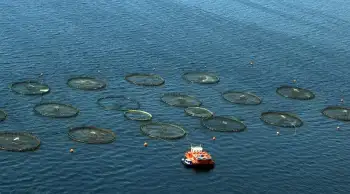 Su ürünleri sektöründe üretimin planlaması genişletildi, yeni adımlar atılıyor.
