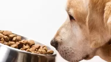 İzmir'de Sahte Kedi ve Köpek Maması Operasyonunda 14 Ton Ürün Ele Geçirildi