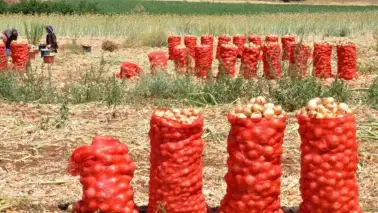 Soğan hasadıyla birlikte fiyatlar düşmeye başladı, tüketiciler sevindi.