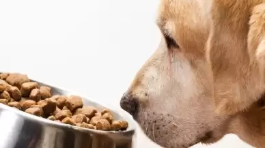İzmir'de Sahte Kedi ve Köpek Maması Operasyonunda 14 Ton Ürün Ele Geçirildi