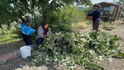 Çok faydası var, hasadı başladı: Bu yıl kilosu 2 bin 500 ila 3 bin lira arasında