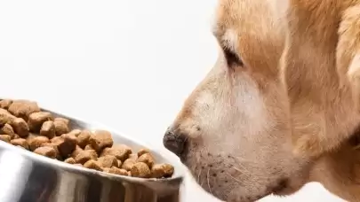 İzmir'de Sahte Kedi ve Köpek Maması Operasyonunda 14 Ton Ürün Ele Geçirildi