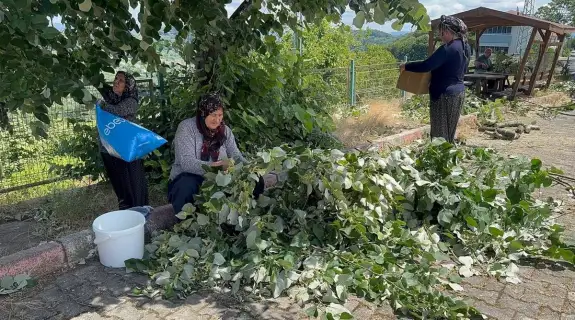Çok faydası var, hasadı başladı: Bu yıl kilosu 2 bin 500 ila 3 bin lira arasında