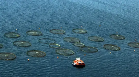 Su ürünleri sektöründe üretimin planlaması genişletildi, yeni adımlar atılıyor.