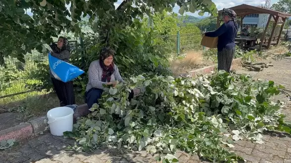 Çok faydası var, hasadı başladı: Bu yıl kilosu 2 bin 500 ila 3 bin lira arasında