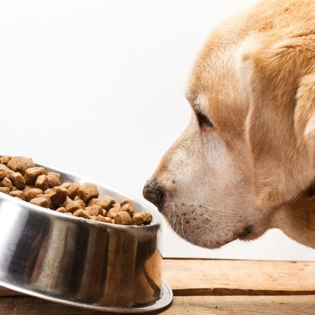 İzmir'de Sahte Kedi ve Köpek Maması Operasyonunda 14 Ton Ürün Ele Geçirildi