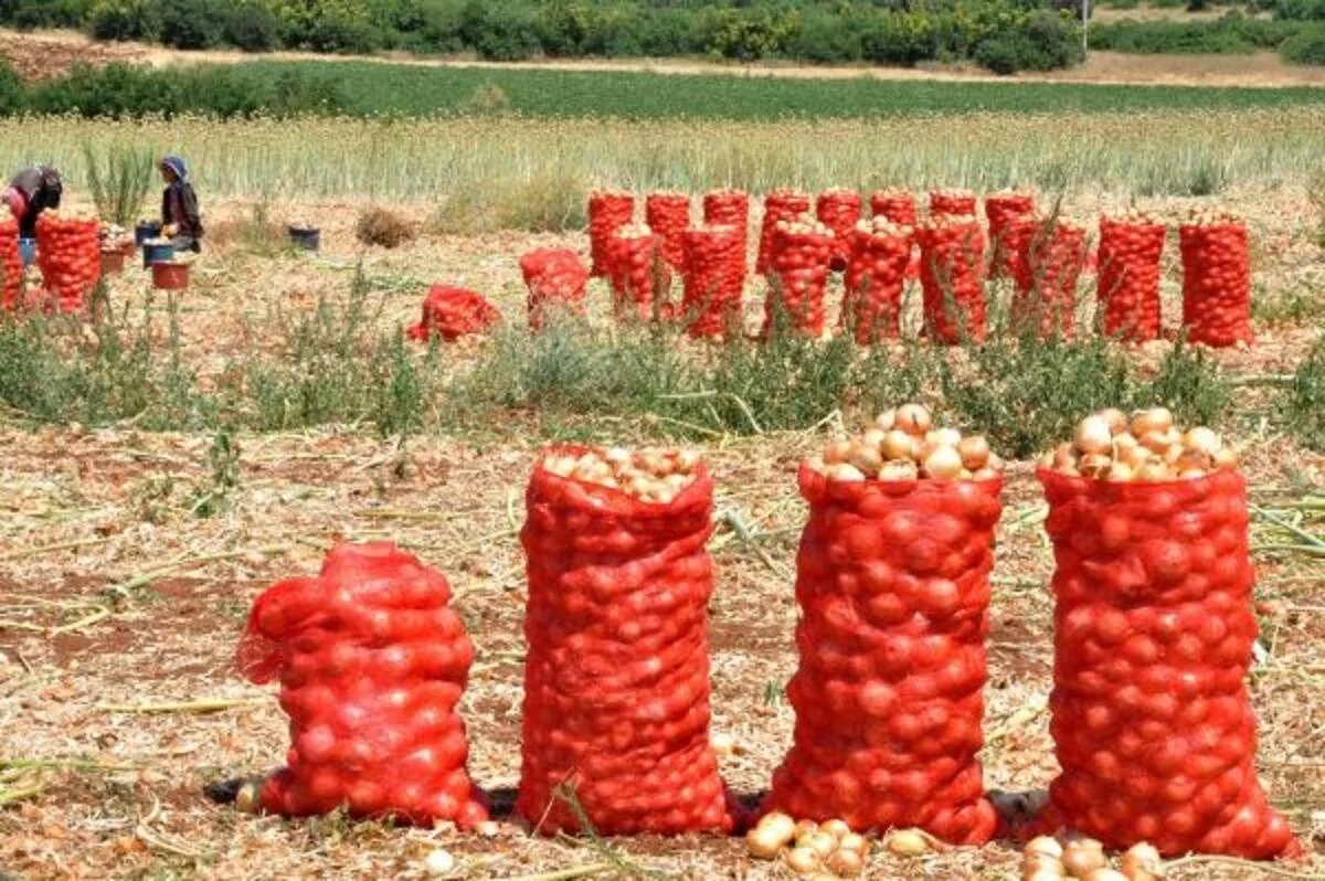 Soğan hasadıyla birlikte fiyatlar düşmeye başladı, tüketiciler sevindi.